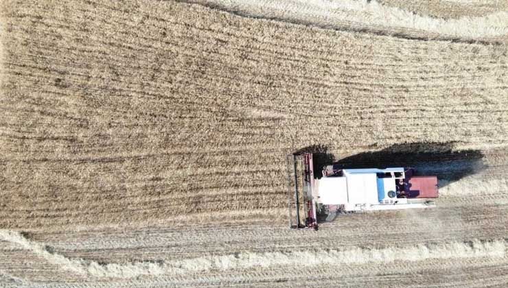 Buğday hasadında sona gelindi, kurak bölgelerde verim düştü