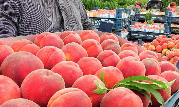 Şeftali tarlada 2 liraya kadar düştü