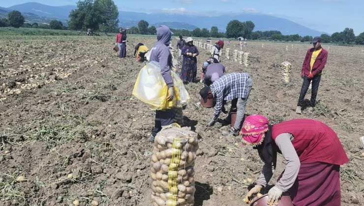 Patates hasadı başladı… Tarlada kilogramı 7.5 lira