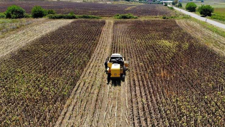 Ayçiçeği hasadı başladı