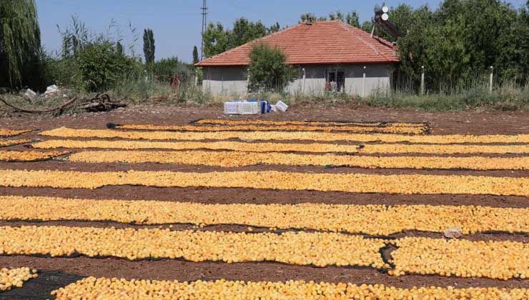 Kayısı üreticisi işçi bulamıyor: 216 TL’lik günlük yevmiye