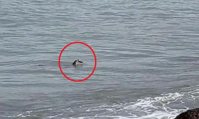 Ordu’da nesli tükenmekte olan su samuru görüldü