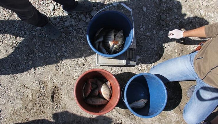 İstilacı balık türü araştırılıyor