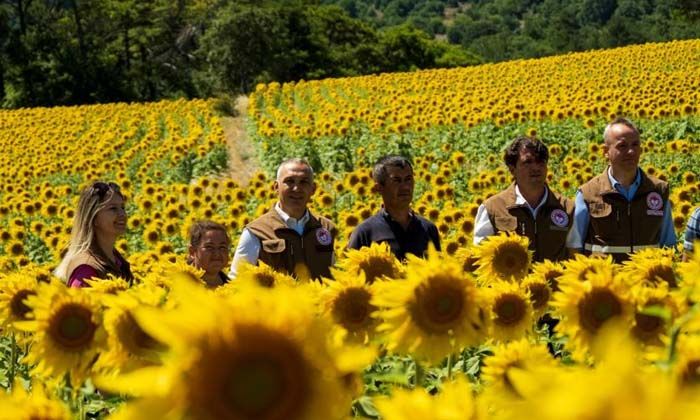 Manisa’da rahatlatan açıklama: Ayçiçeğinde çayır tırtılı zararlısı görülmedi