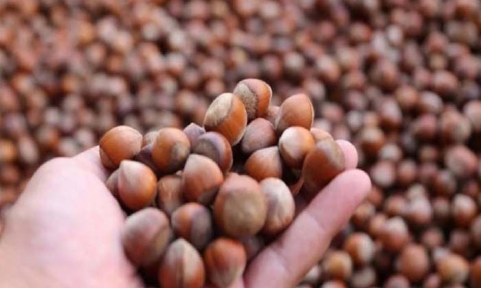 Tarım ve Orman Bakanlığı fındık rekoltesini açıkladı