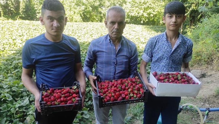 Devlet destek verdi, vatandaş köyüne dönerek çilek üretimine başladı