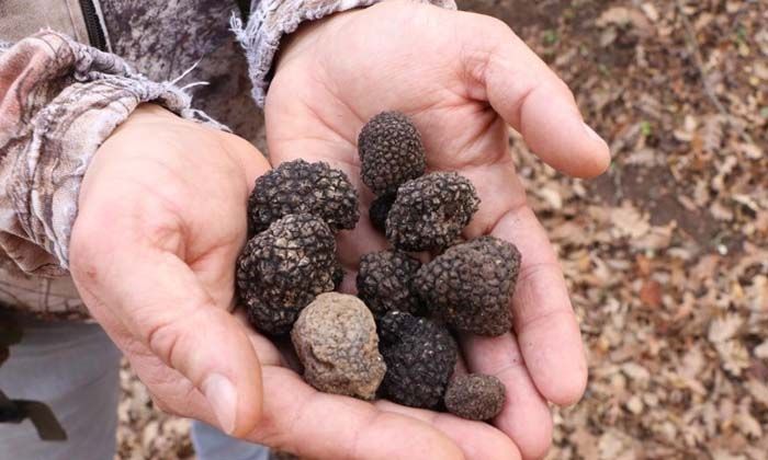 Samsun’da bulunan bu mantarın kilosu 4 bin euro