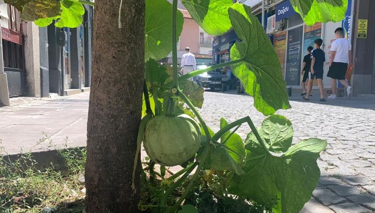 Kaldırımda yetişen kabak görenleri şaşırtıyor