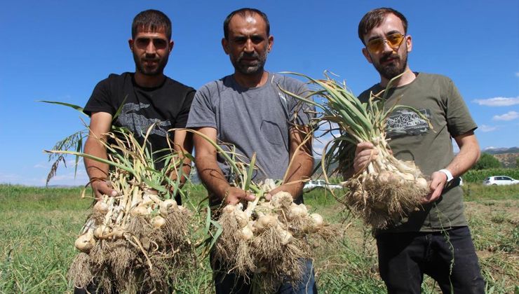 Bingöllü çiftçinin ilk hasat mutluluğu