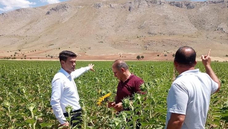 Elbistan’da çayır tırtılına karşı teyakkuza geçildi