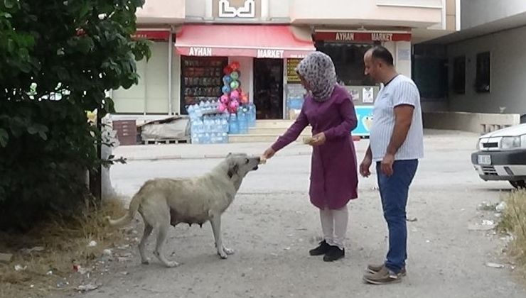 Sahibi gelmeden ekmeği yemedi! Tokat’taki sokak köpeği herkesi duygulandırdı