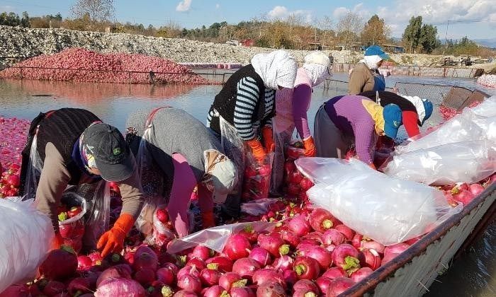 “Kırmızı altın” turp hasadı başladı