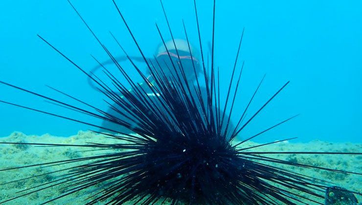 Uzun zehirli dikenlere sahip istilacı paniği: Uzmanlar uyardı, hızı yüzde 108