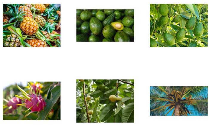 2022 yılının ilk yarısında tropikal meyve ihracatı 7 milyon dolara ulaştı