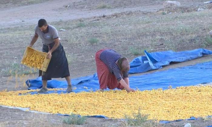 ‘Sarı altın’ hasadında çiftçinin yüzü gülüyor: “Bu yıl rekolte yüksek”