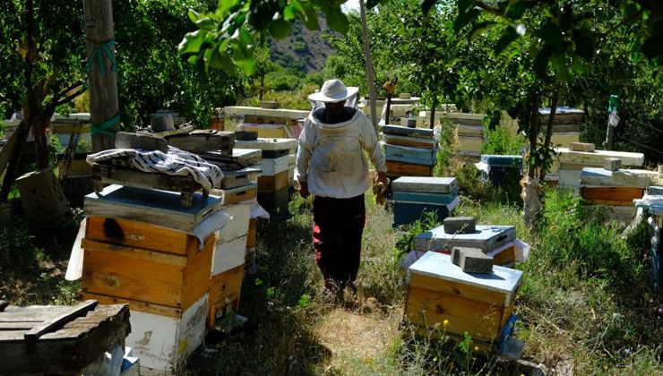 Arıcılar hasat için gün sayıyor: “Bal yiyecek maddesi değil şifa kaynağıdır”