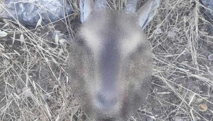 Adıyaman’da dağ keçisi avlayan şahsa 254 bin 200 TL ceza