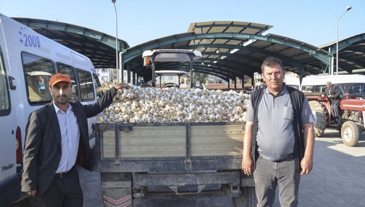 Taşköprü’de iri boy sarımsak 44 TL’den alıcı buldu