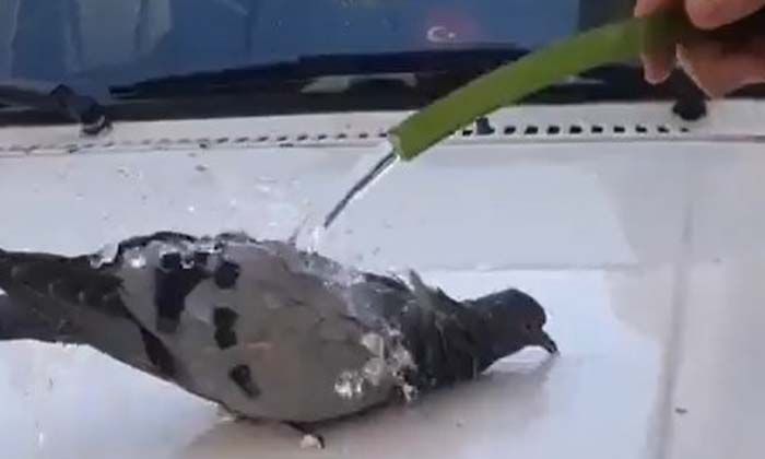 Kuş biti nedir, kuş biti nasıl temizlenir?