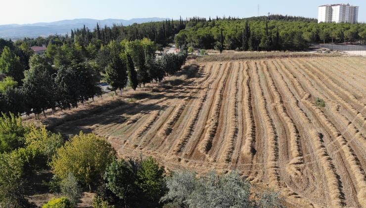 Bursa Uludağ Üniversitesi’nden 400 ton buğdayla ülke ekonomisine katkı