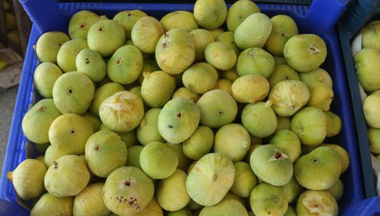 Beyaz incirin kilosu 25 liradan alıcı buluyor
