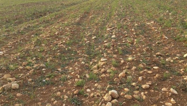 Elbistan’da ilk kez ekildi: Susuz yetişiyor, kilosu 100 liradan satılıyor