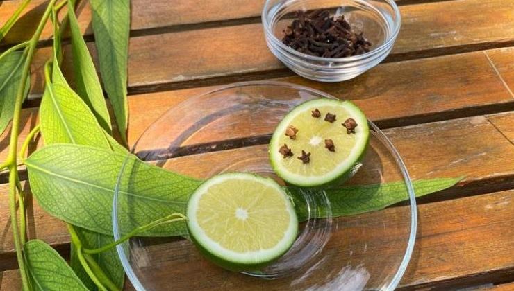 İşte doğal yöntemlerle sivrisineklerden korunma yolları