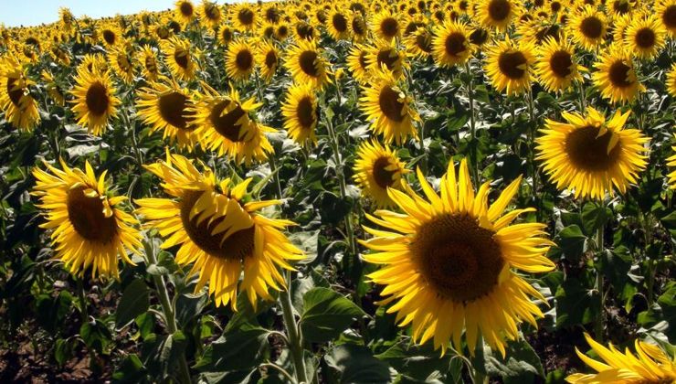 Yağlık ayçiçeğinde yüksek rekolte bekleniyor