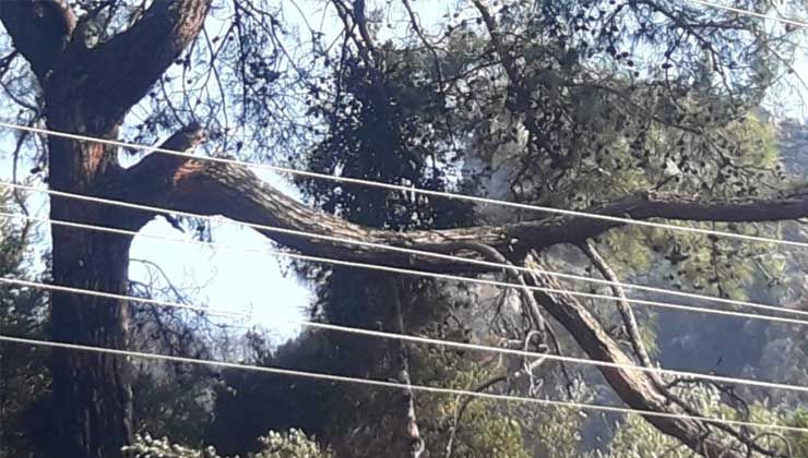 Marmaris’te orman yangınının çıkış sebebi belli oldu