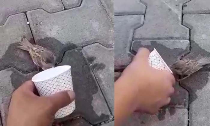 Susuzluktan baygın düşen serçeye kendi elleriyle su içirdiler