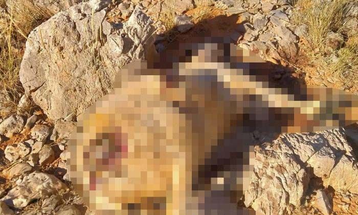 Malatya’da kurtlar 18 koyunu telef etti