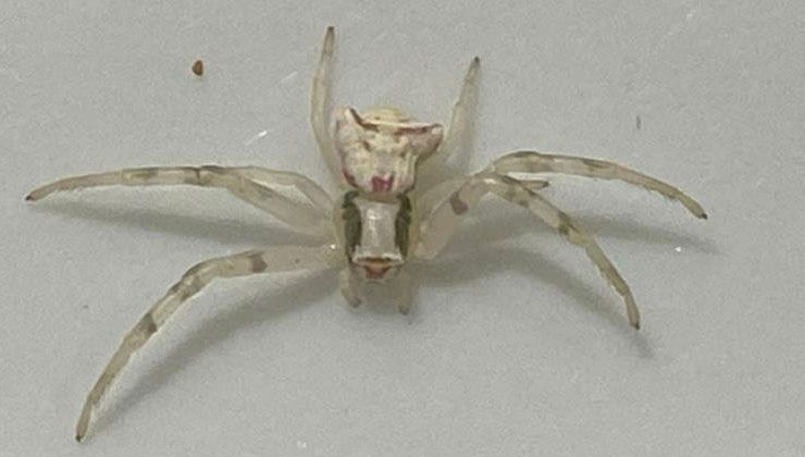 İnsan yüzlü örümcek görenleri şaşkına çevirdi