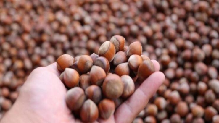 TMO: Kabuklu fındık alım fiyatları açıklandı
