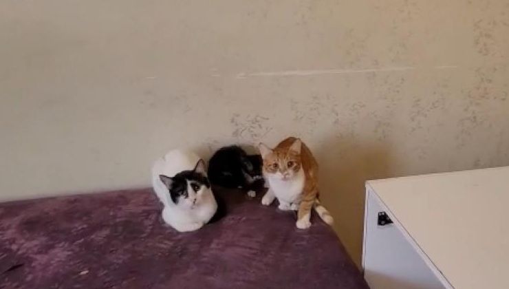 Bursa’da çöp evden onlarca kedi çıktı