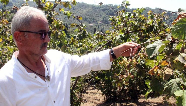 Serbest piyasada, fındık fiyatı TMO’yu geçebilir