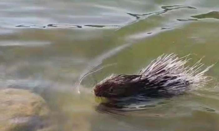 Siirt’te oklu kirpiye dokunan 5 bin TL ödeyecek