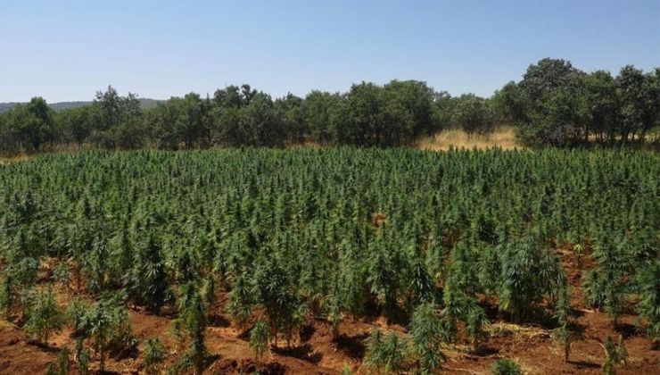 İçişleri Bakanlığı duyurdu: 70 ayrı noktada 1 milyon 150 bin kök kenevir ele geçirildi