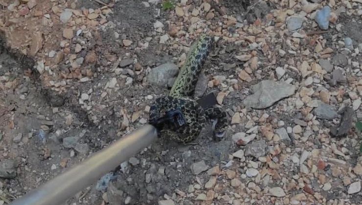 Elbise dolabından yılan çıktı