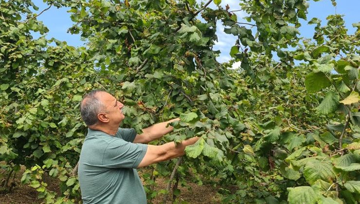 Fındık tozu alerjisine dikkat: Uzun kollu tercih edilmeli