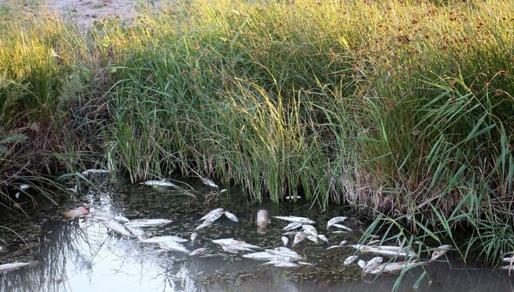 Kızılırmak’taki toplu balık ölümlerinin nedeni ortaya çıktı