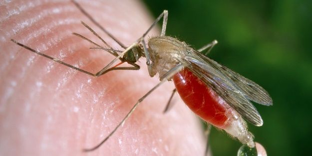 Yaz ayları yaklaşırken DSÖ’den flaş açıklama: Sivrisinekten bulaşır mı?
