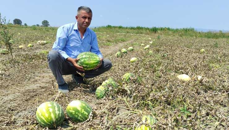 Tarlada 80 kuruşa kadar düştü, tezgahta 4-5 lira