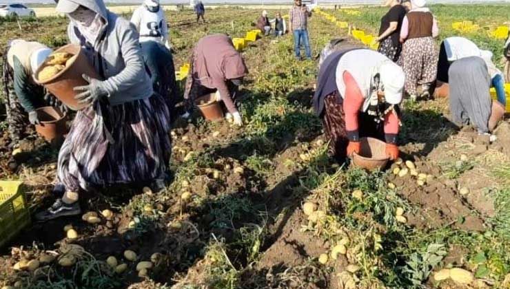 16 köyün geçim kaynağı ‘sarı altın’da rekolte yüzleri güldürdü