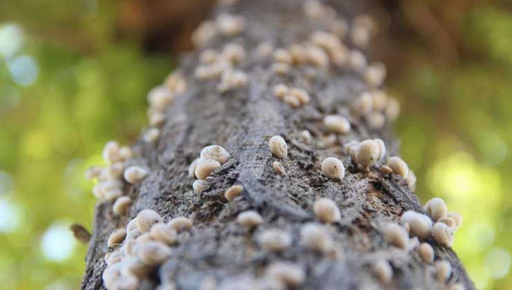 Sivas’ta tedirgin eden görüntü! Her yeri istila ettiler…