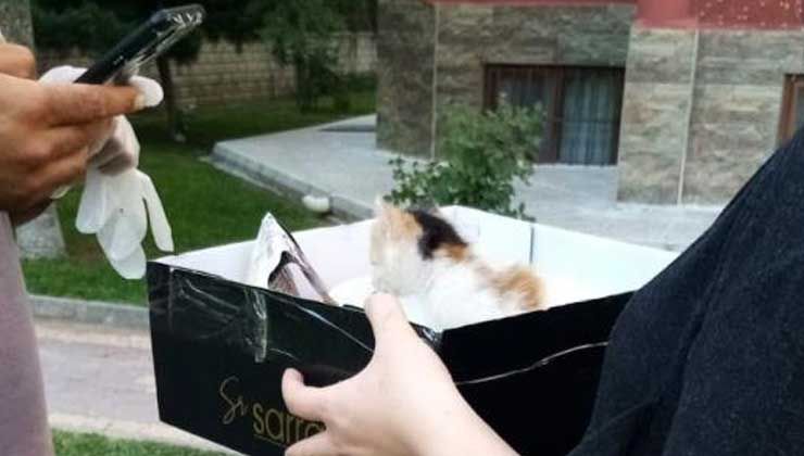 Yavru kediyi sokağa attı, 2 bin 724 lira ceza yedi