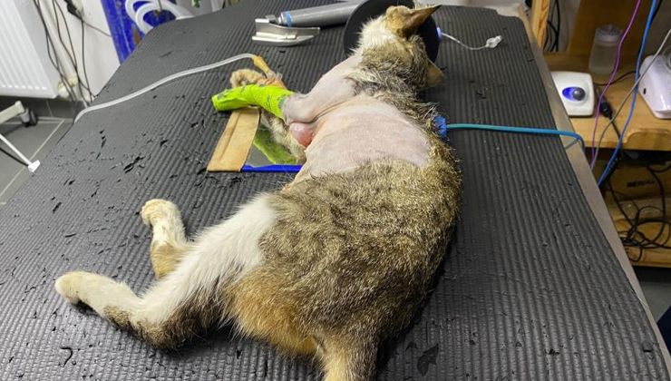 Karın şişkinliğiyle kliniğe getirildi, tümör çıktı