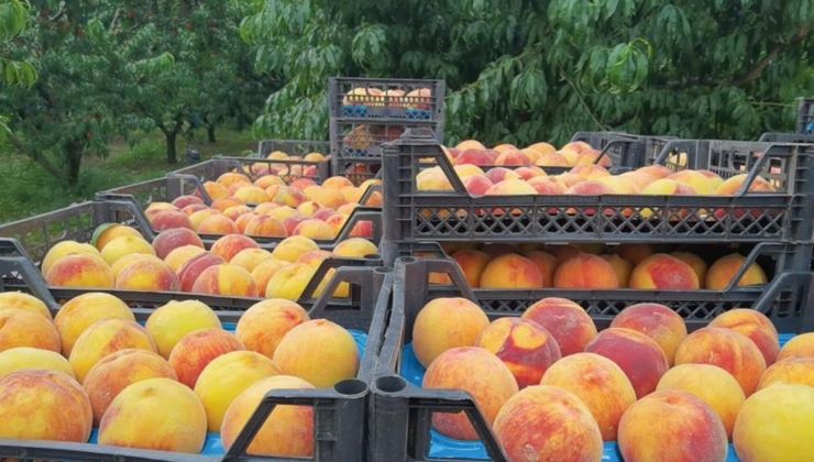 Şeftali fiyatları üzdü: Dalında 3, tezgahta 10 TL