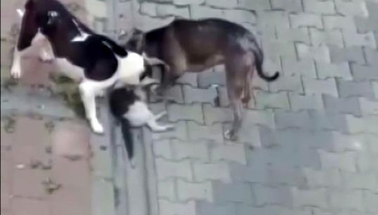 Pitbullar, 8 yavrusu olan anne kediyi öldürdü