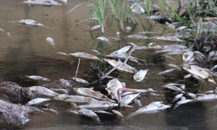 Kızılırmak’ta yapılan araştırmalar sonucunda toplu ölümlerin nedeni belli oldu