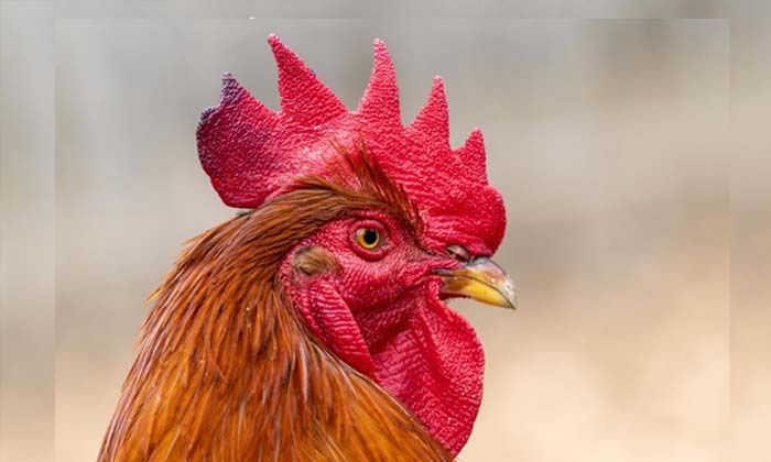 Almanya’da günde yaklaşık 200 kere öten horoz mahkemeye verildi